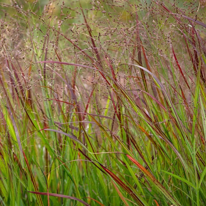 Shenandoah Switch Grass plant with reddish stems and airy seedheads, outdoor ornamental grass on Tampa Home & Garden Store