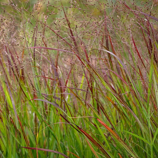 Shenandoah Switch Grass plant with reddish stems and airy seedheads, outdoor ornamental grass on Tampa Home & Garden Store