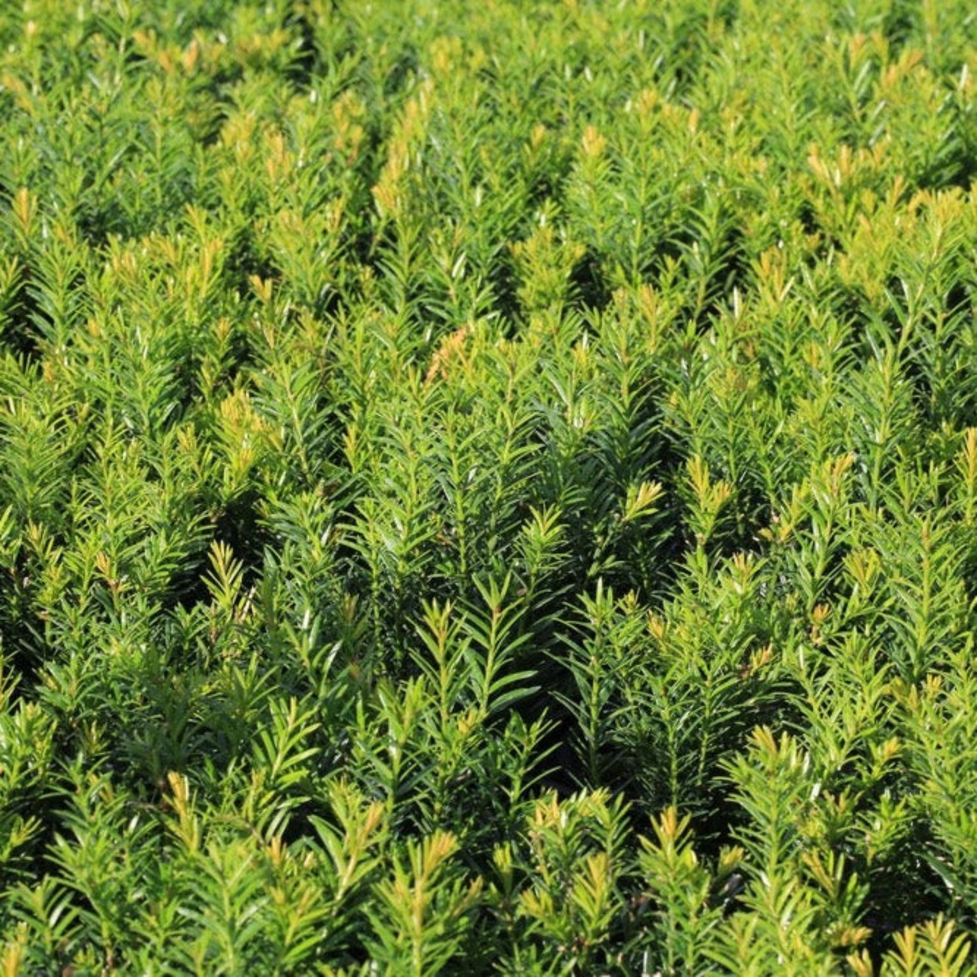 Dense Spreading Yew plant, evergreen hedge with yellow-tipped new growth on Tampa Home & Garden Store