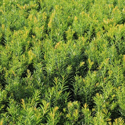 Dense Spreading Yew plant, evergreen hedge with yellow-tipped new growth on Tampa Home & Garden Store