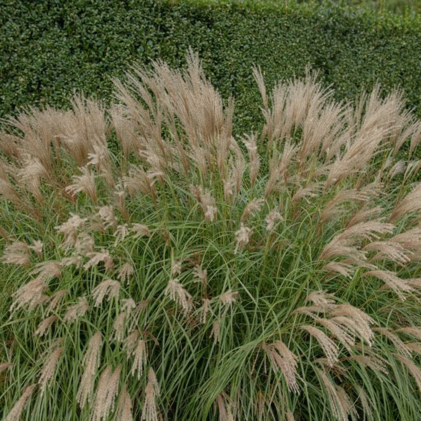 Adagio Maiden Grass plant beige plume and green blades Live Good Logistics on Tampa Home & Garden Store