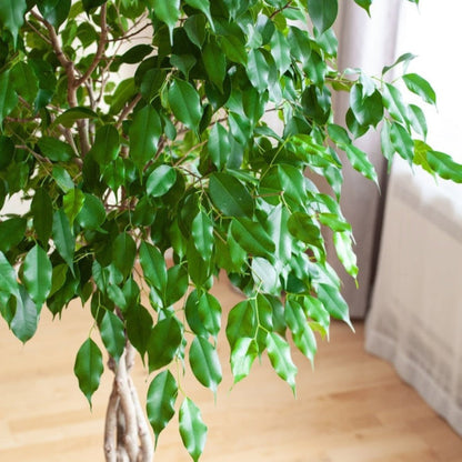 Braided Benjamina Ficus plant, Live Good Logistics, green leaves, braided trunk indoor/outdoor on Tampa Home & Garden Store