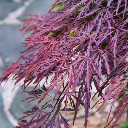 Crimson Queen Japanese Maple plant with feathery purple-red leaves on Tampa Home & Garden Store