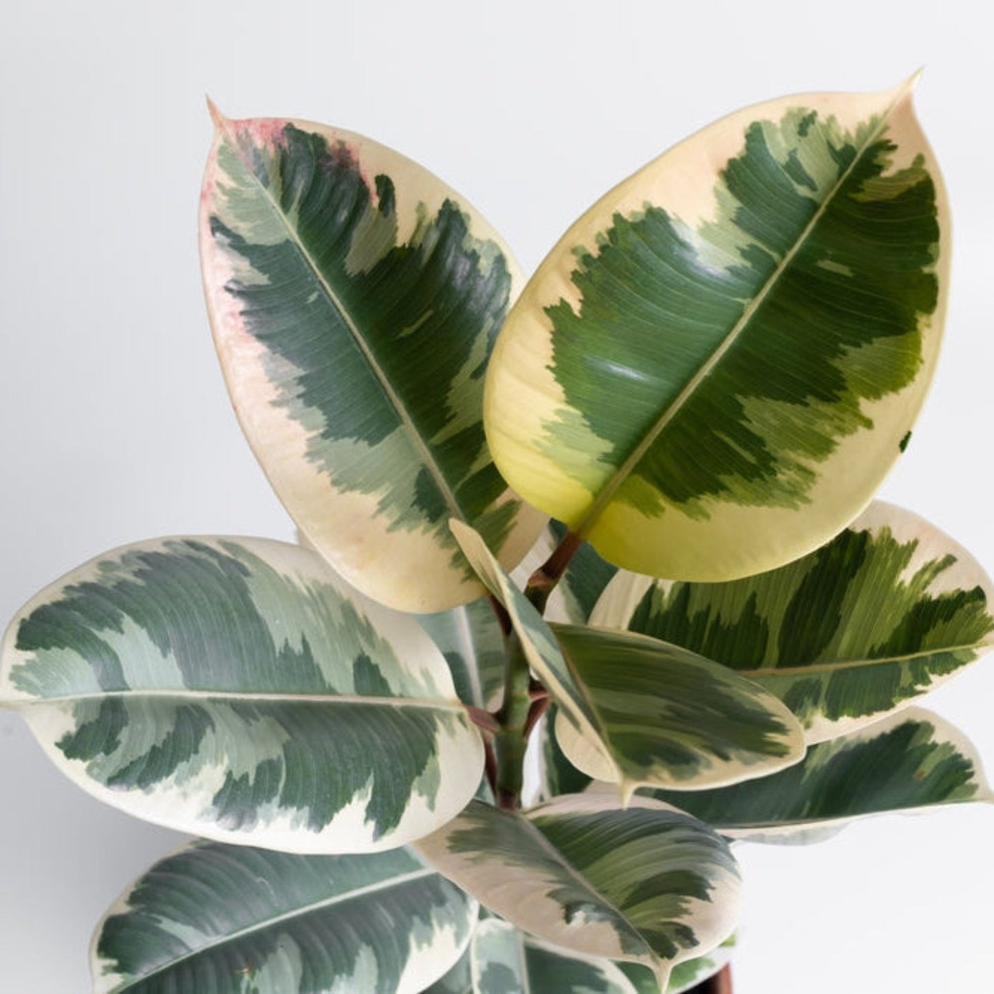 Ficus Tineke variegated rubber plant leaves with cream margins and green centers, indoor plant on Tampa Home & Garden Store