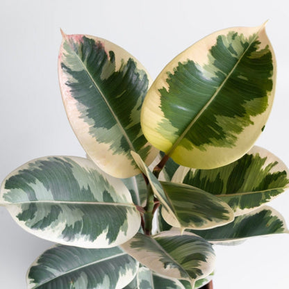 Ficus Tineke variegated rubber plant leaves with cream margins and green centers, indoor plant on Tampa Home & Garden Store