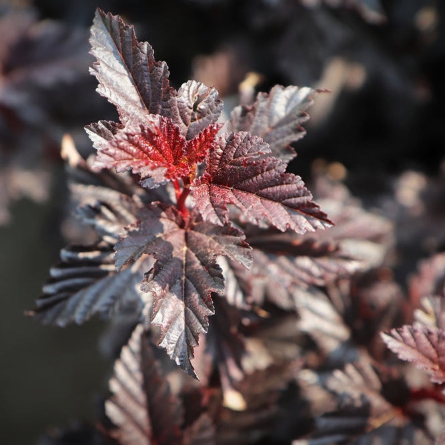 Summer Wine Ninebark plant with red-purple serrated leaves on Tampa Home & Garden Store