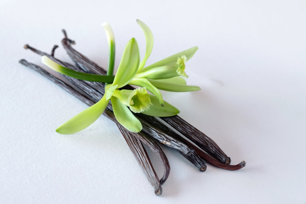 Vanilla Bean Orchid plant with pale green flowers and dark vanilla pods, Live Good Logistics on Tampa Home & Garden Store