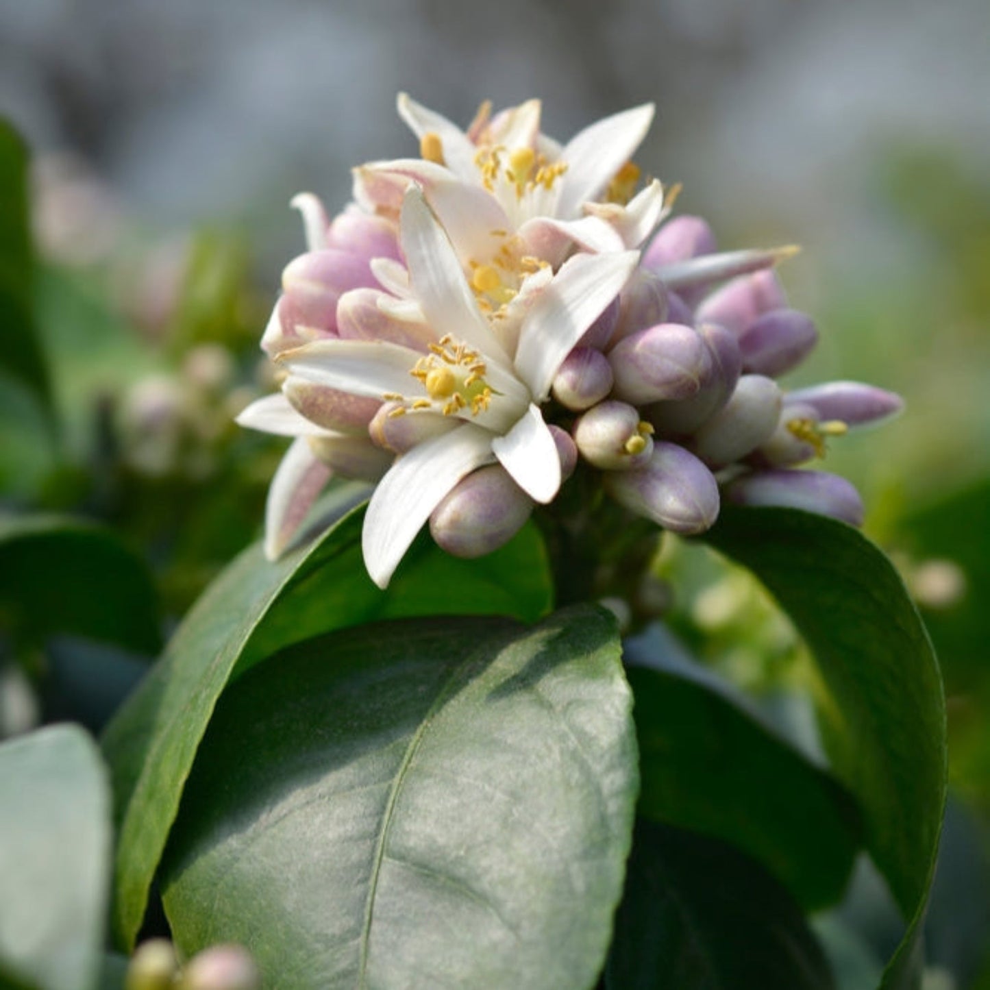 Improved Meyer Lemon Tree plant with pale white blossoms and yellow stamens indoor/outdoor on Tampa Home & Garden Store