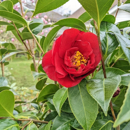 Greensboro Red Camellia plant with red bloom and glossy green leaves on Tampa Home & Garden Store