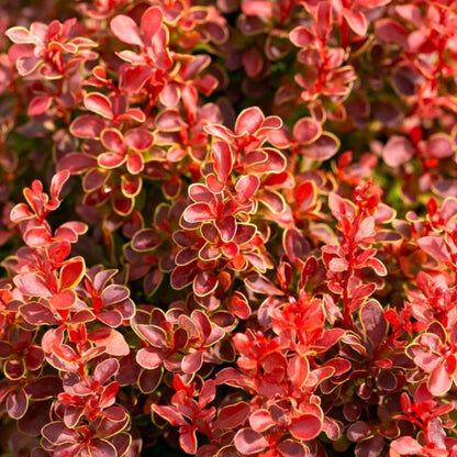 Orange Rocket Barberry plant with red-purple leaves and yellow margins by Live Good Logistics on Tampa Home & Garden Store