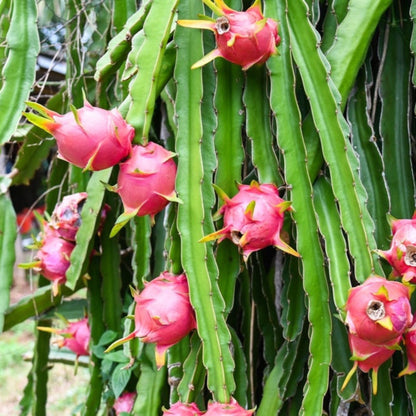 White dragon fruit plant with green cactus stems and pink blossoms by Live Good Logistics on Tampa Home & Garden Store