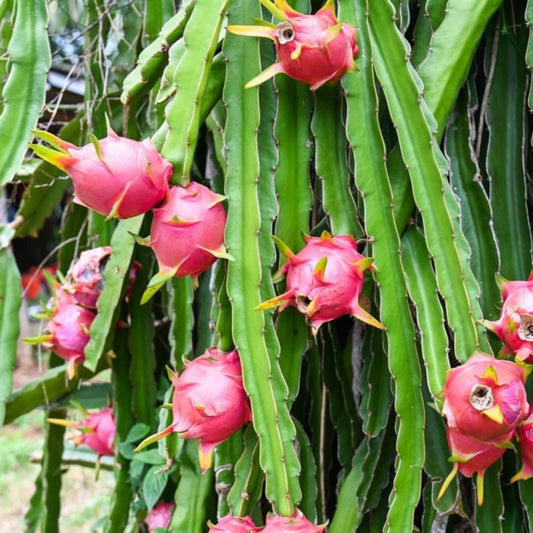 White dragon fruit plant with green cactus stems and pink blossoms by Live Good Logistics on Tampa Home & Garden Store