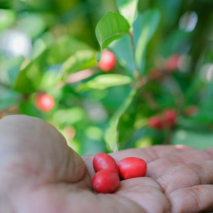 Miracle Fruit plant with bright red berries held in hand, Live Good Logistics on Tampa Home & Garden Store