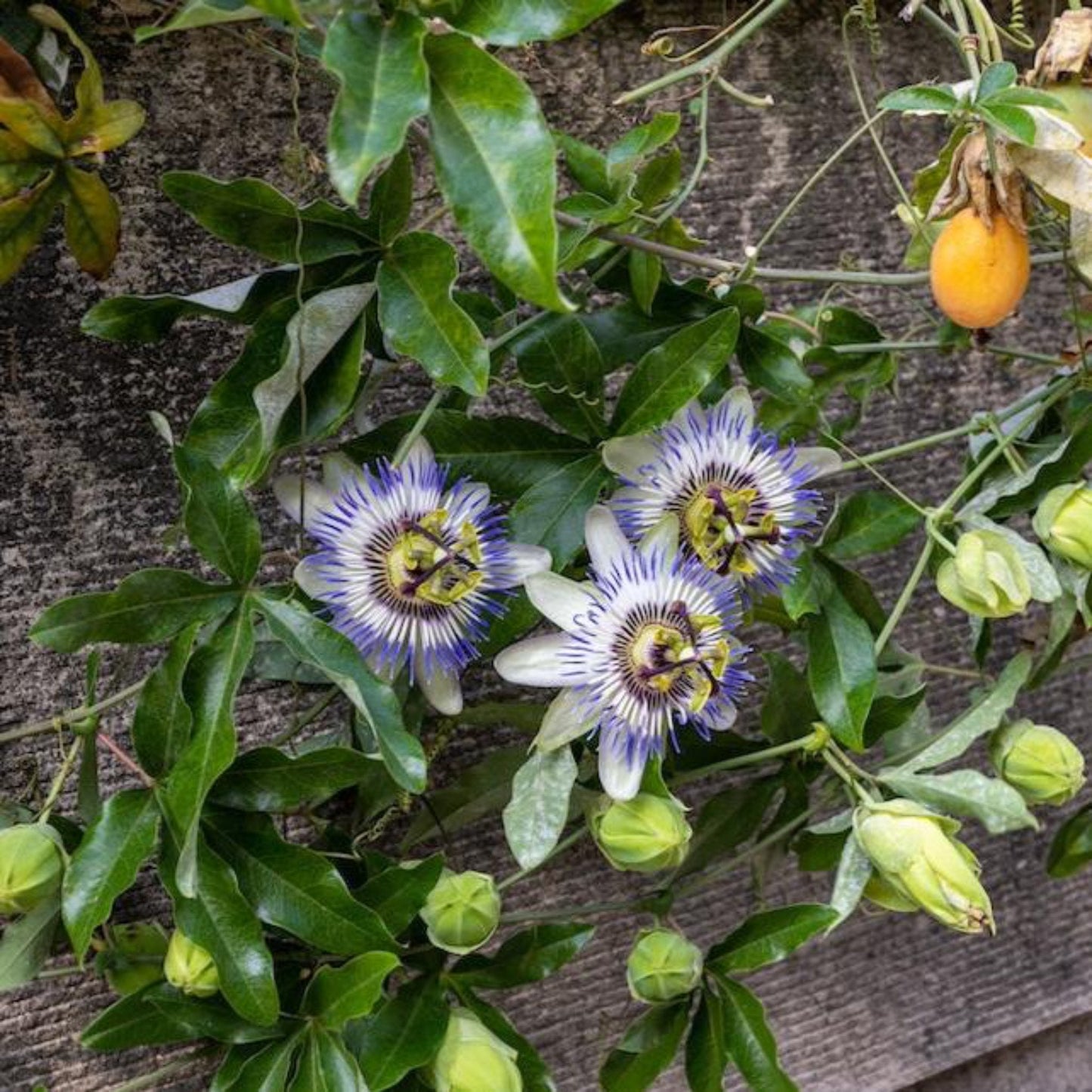 Passion Fruit plant with orange fruit and purple-white passion flowers among green leaves on Tampa Home & Garden Store