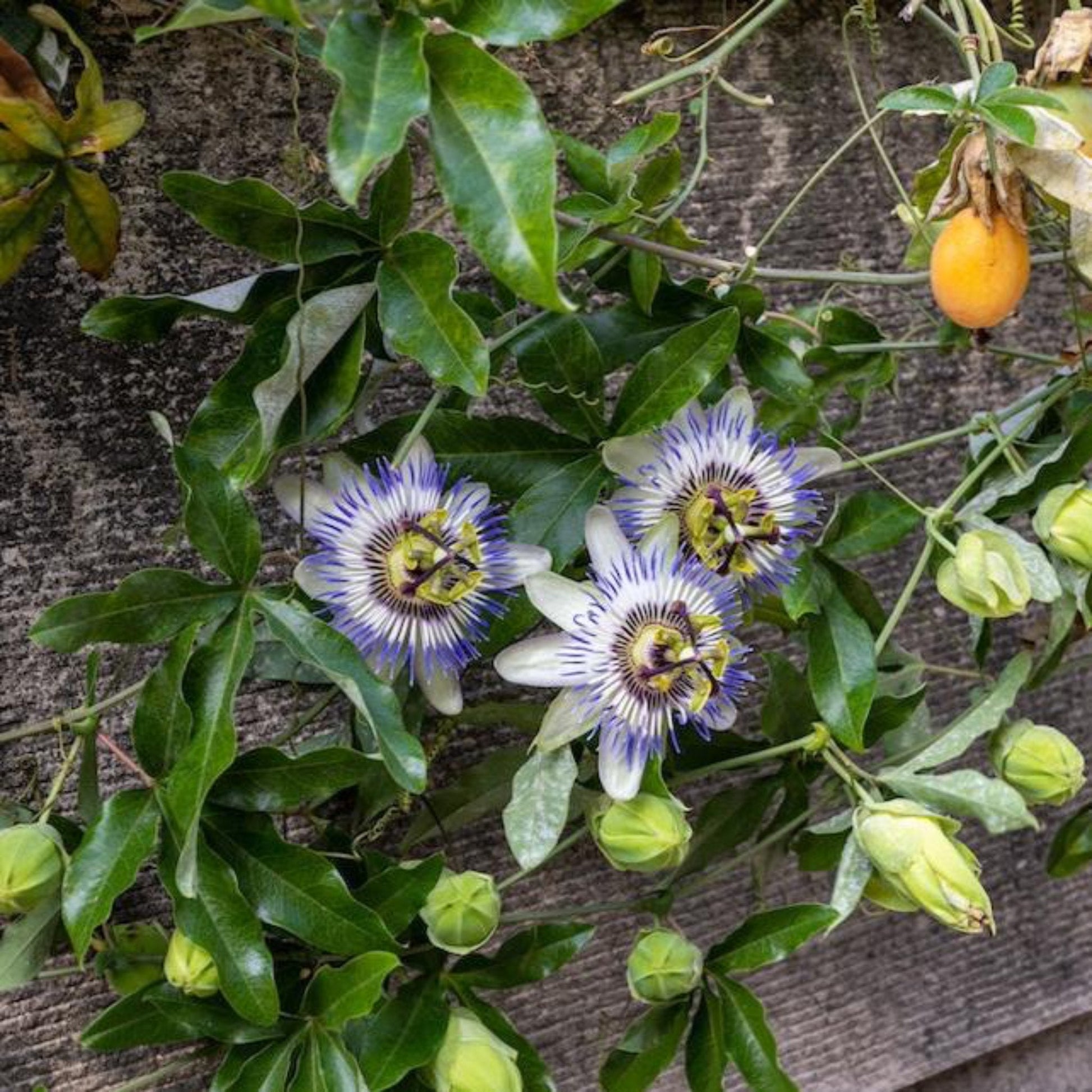 Passion Fruit plant with orange fruit and purple-white passion flowers among green leaves on Tampa Home & Garden Store