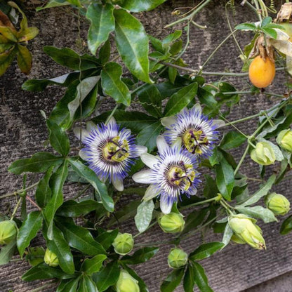 Passion Fruit plant with orange fruit and purple-white passion flowers among green leaves on Tampa Home & Garden Store