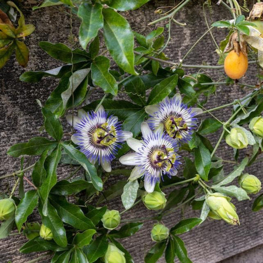 Passion Fruit plant with orange fruit and purple-white passion flowers among green leaves on Tampa Home & Garden Store