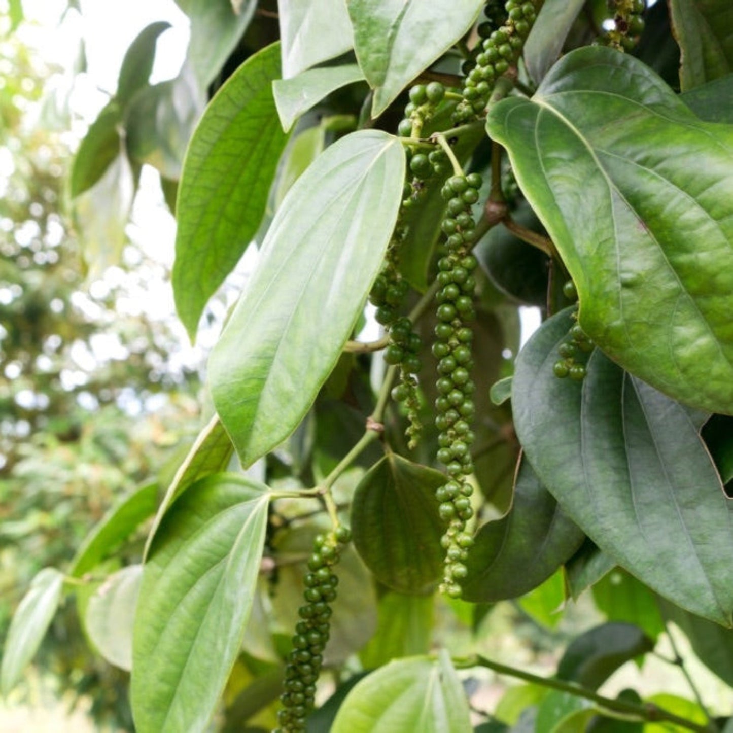 Black Pepper Plant with green peppercorn clusters, Live Good Logistics, indoor & outdoor plant on Tampa Home & Garden Store