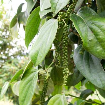 Black Pepper Plant with green peppercorn clusters, Live Good Logistics, indoor & outdoor plant on Tampa Home & Garden Store