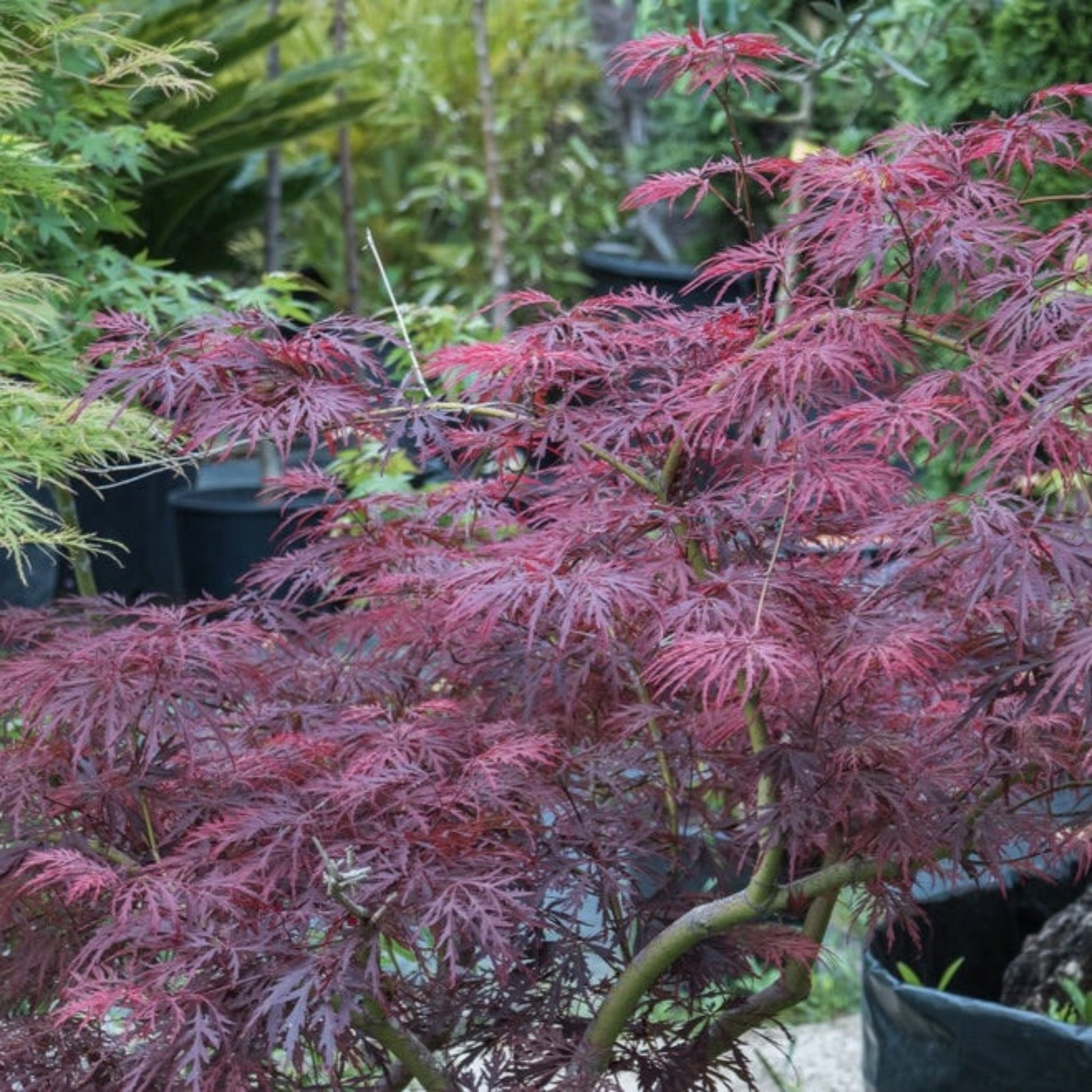 Red Dragon Japanese Maple Tree plant with vivid crimson lacy leaves on Tampa Home & Garden Store