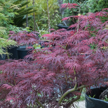 Red Dragon Japanese Maple Tree plant with vivid crimson lacy leaves on Tampa Home & Garden Store