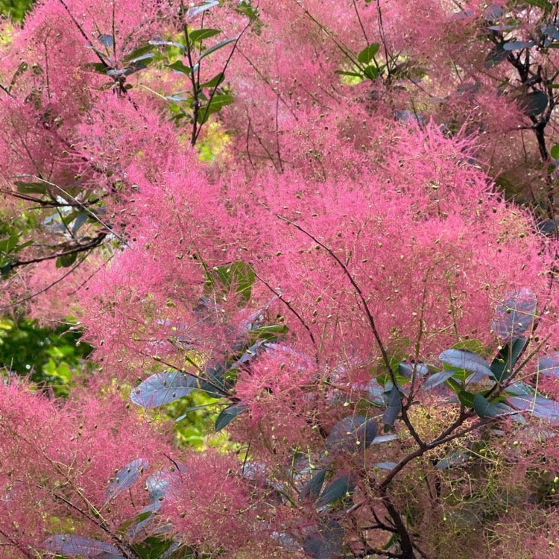 Royal Purple Smoke Bush plant with pink wispy blooms and green leaves Live Good Logistics on Tampa Home & Garden Store