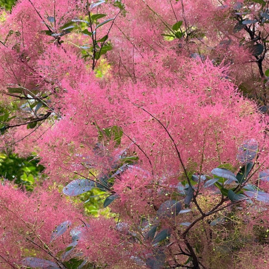 Royal Purple Smoke Bush plant with pink wispy blooms and green leaves Live Good Logistics on Tampa Home & Garden Store
