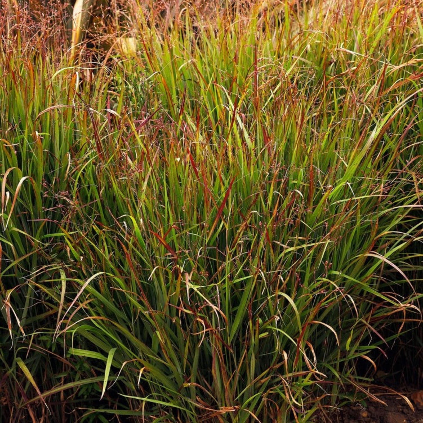 Shenandoah Switch Grass plant with green to red blades, grass by Live Good Logistics on Tampa Home & Garden Store