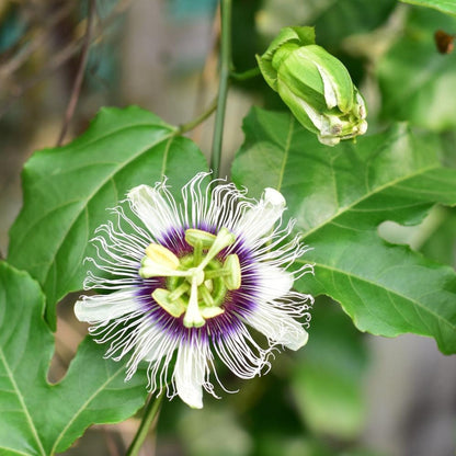 Passion fruit plant flower with purple center and white filaments on green vine on Tampa Home & Garden Store