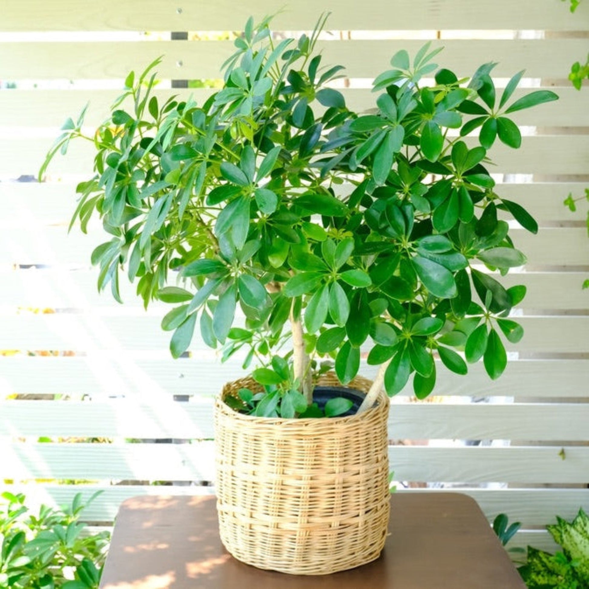 Schefflera umbrella plant in a wicker basket pot with glossy green leaves indoor outdoor plant on Tampa Home & Garden Store