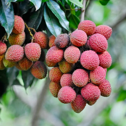 Mauritius Lychee plant bearing pink fuzzy lychee clusters on leafy branches on Tampa Home & Garden Store