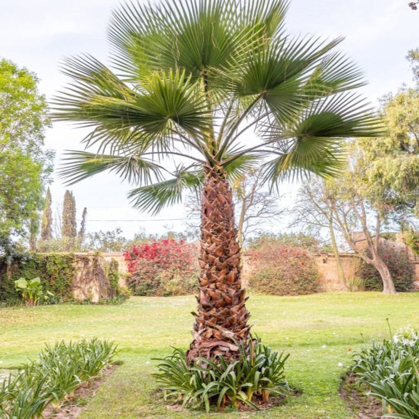 Chinese Fan Palm plant by Live Good Logistics, outdoor landscape palm with green fan fronds on Tampa Home & Garden Store