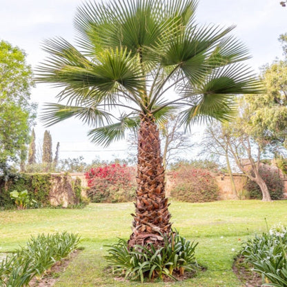 Chinese Fan Palm plant by Live Good Logistics, outdoor landscape palm with green fan fronds on Tampa Home & Garden Store