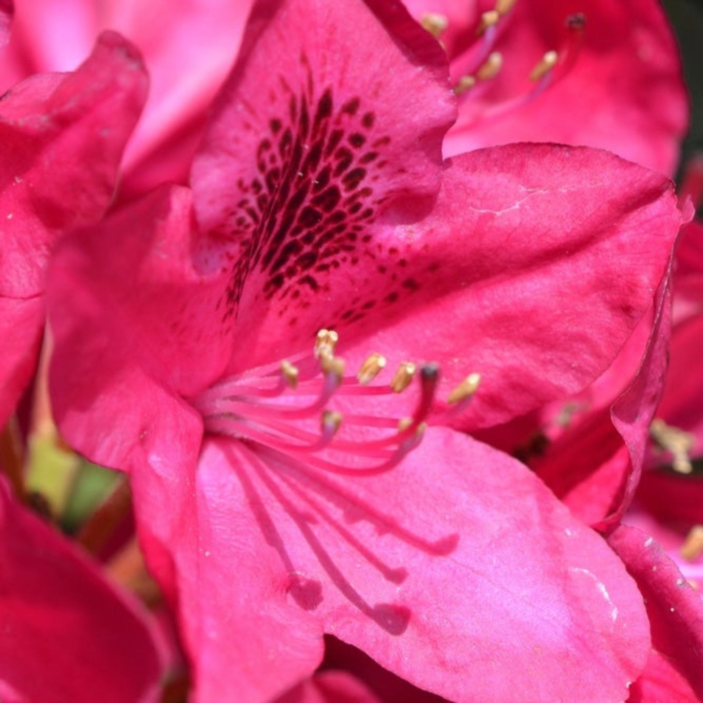 Nova Zembla Rhododendron plant with vibrant pink petals and dark spotted throat on Tampa Home & Garden Store