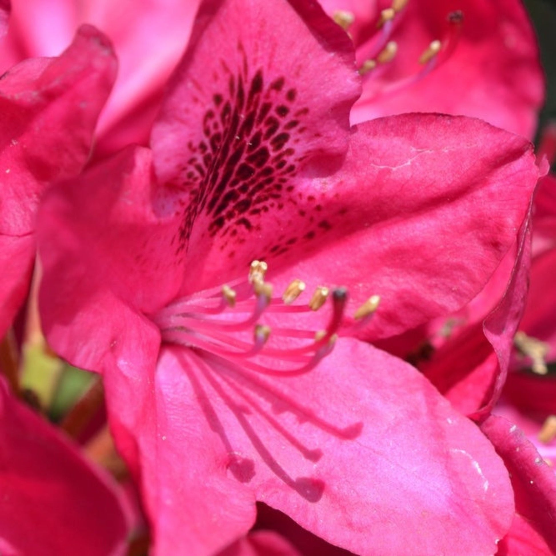 Nova Zembla Rhododendron plant with vibrant pink petals and dark spotted throat on Tampa Home & Garden Store