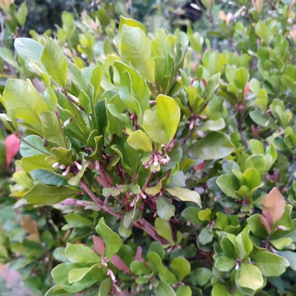 Miracle Fruit plant with dense green oval leaves and tiny pinkish-white blossoms on Tampa Home & Garden Store