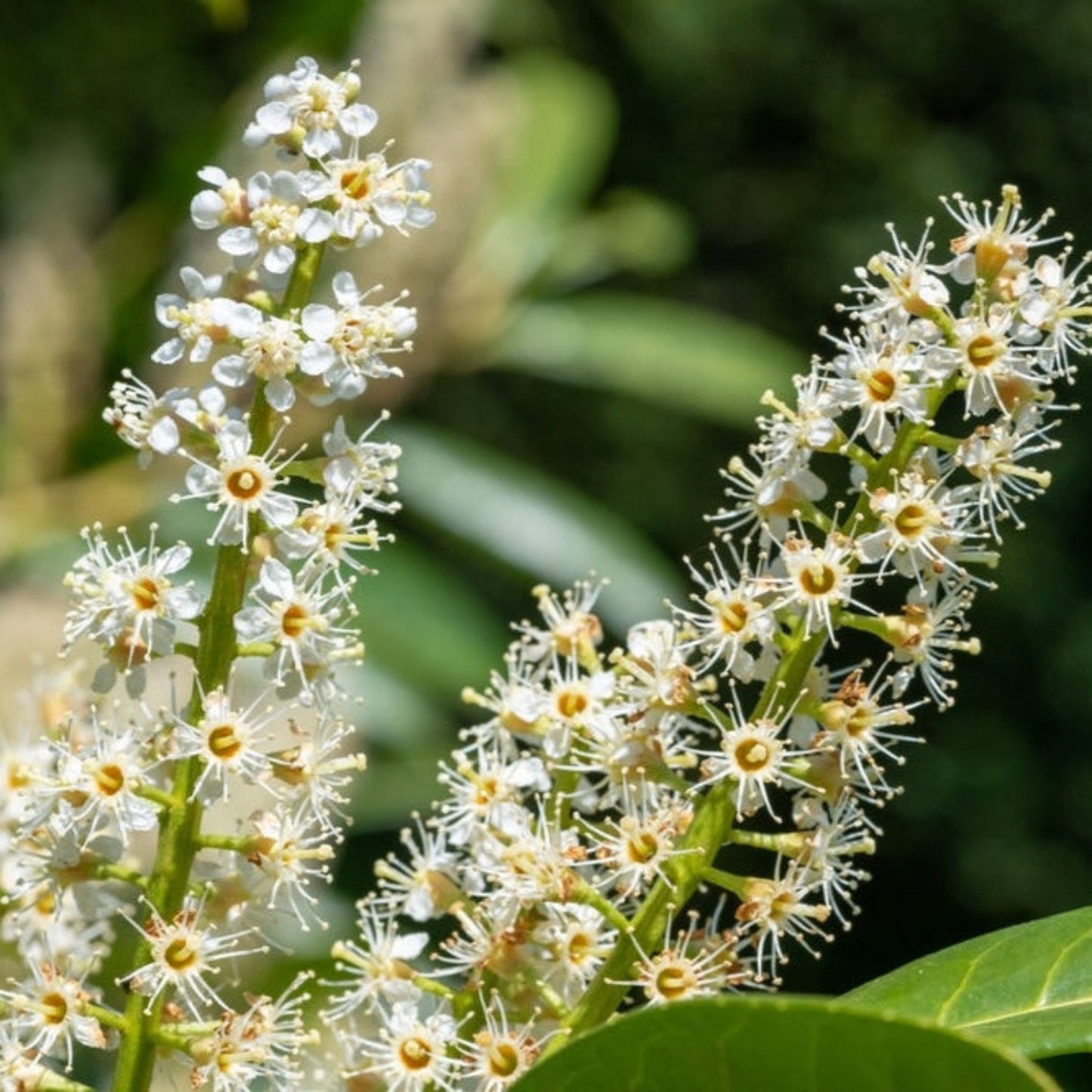 English Laurel Topiary Single Ball plant in bloom with clusters of white flowers and green leaves on Tampa Home & Garden Store
