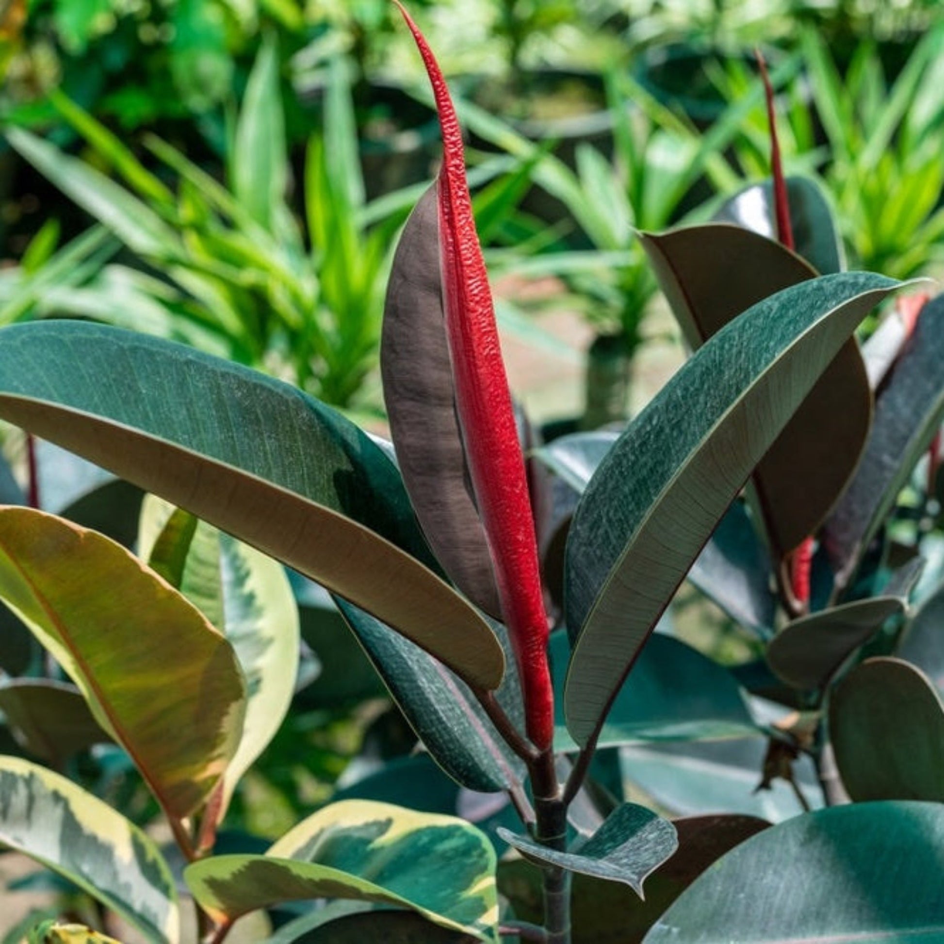 Ficus Burgundy plant with dark burgundy leaves and red stem on Tampa Home & Garden Store