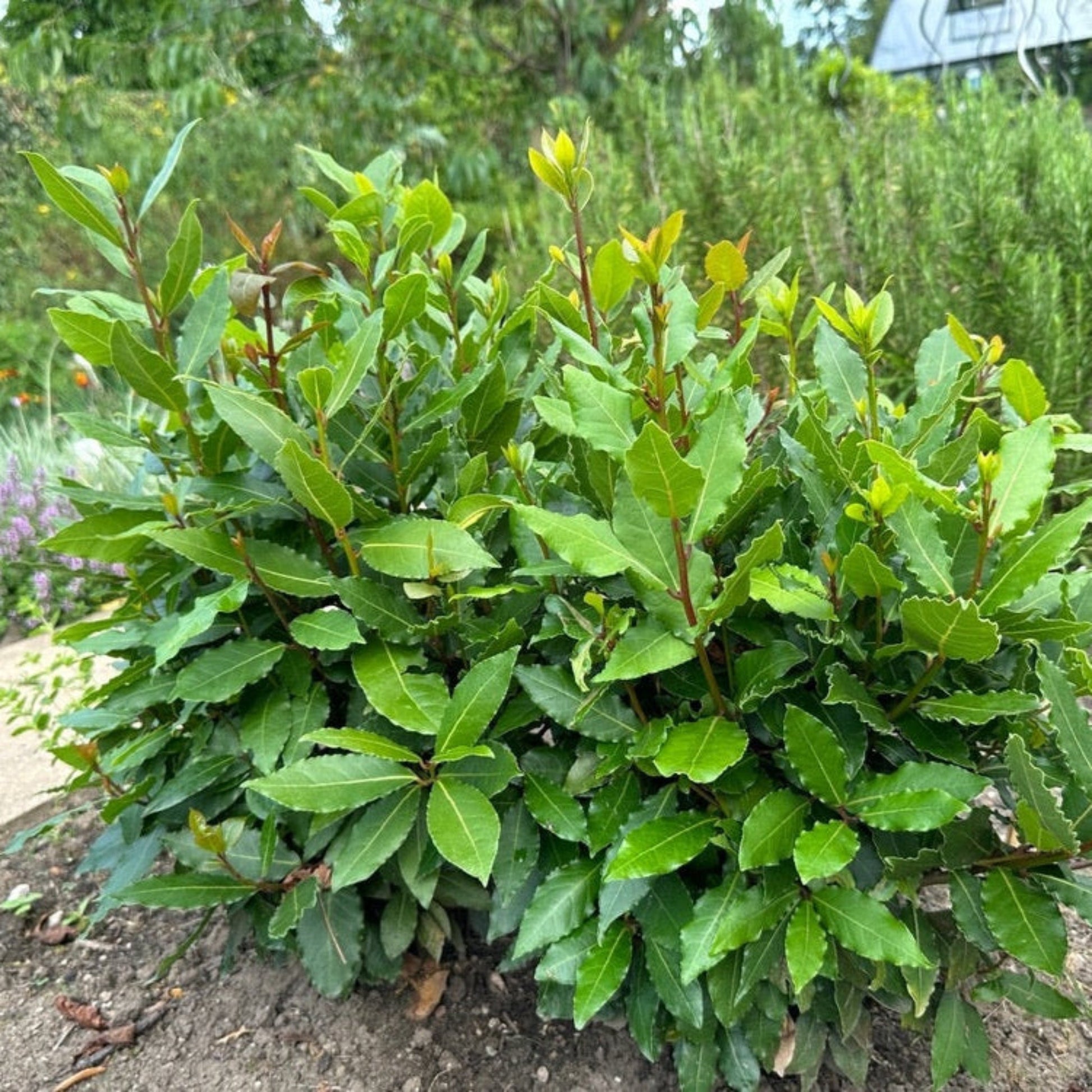 Bay Laurel plant, evergreen shrub with glossy leaves, Live Good Logistics, Indoor & Outdoor Plants on Tampa Home & Garden Store