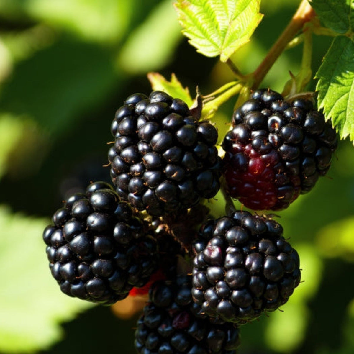 Ponca Blackberry plant with glossy dark berries on green leaves on Tampa Home & Garden Store