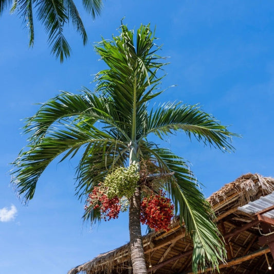 Christmas Palm Tree plant with green fronds and red berries by Live Good Logistics on Tampa Home & Garden Store