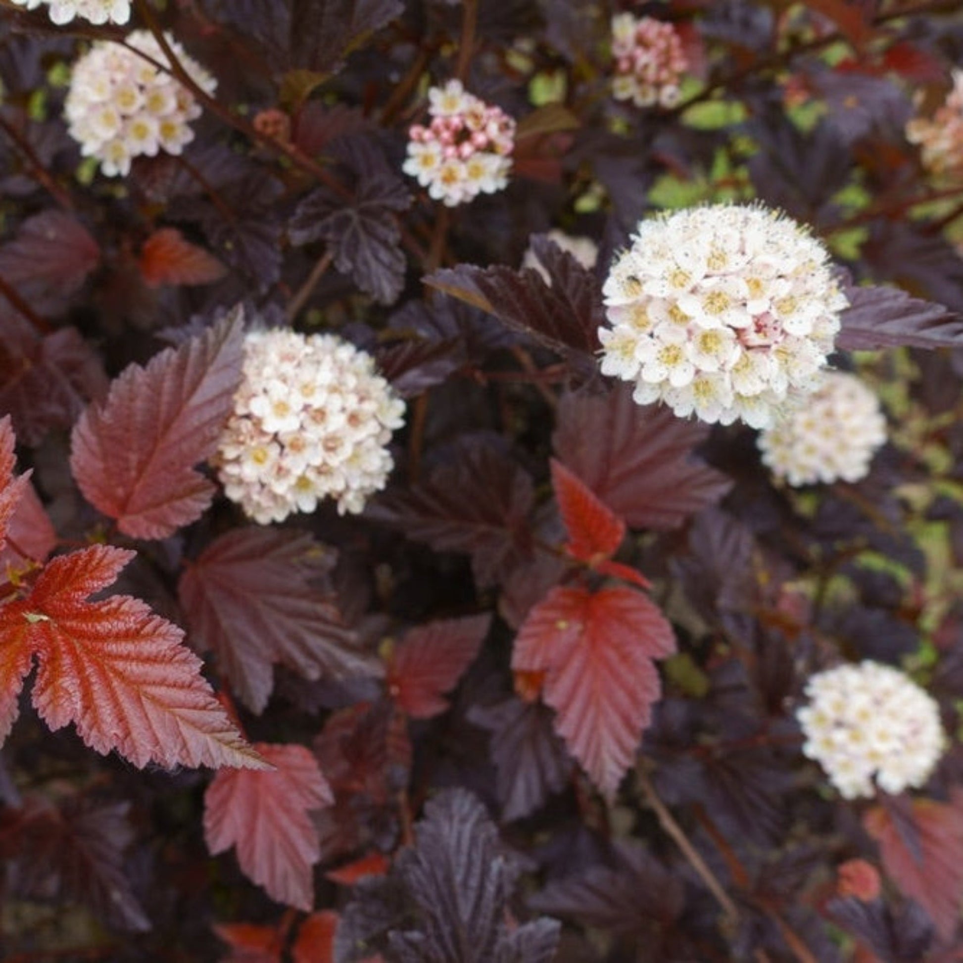 Ginger Wine Ninebark plant burgundy leaves with white flowers by Live Good Logistics on Tampa Home & Garden Store
