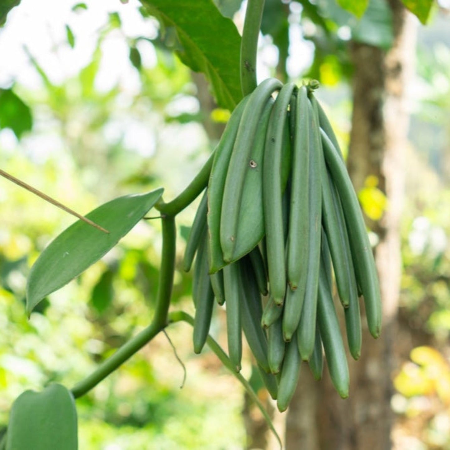 Vanilla Bean Orchid plant with hanging green pods, indoor/outdoor plant by Live Good Logistics on Tampa Home & Garden Store