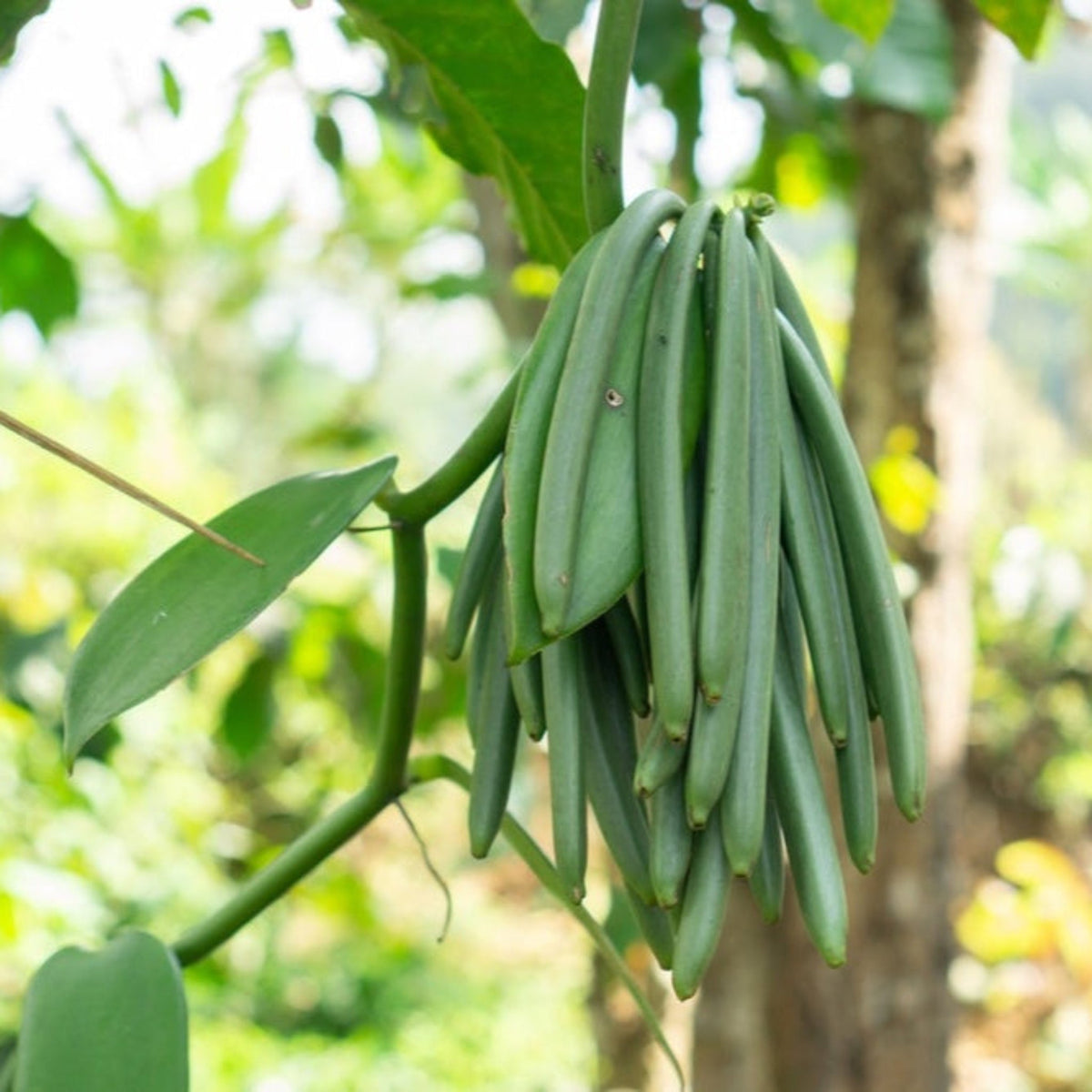 Vanilla Bean Orchid plant with hanging green pods, indoor/outdoor plant by Live Good Logistics on Tampa Home & Garden Store
