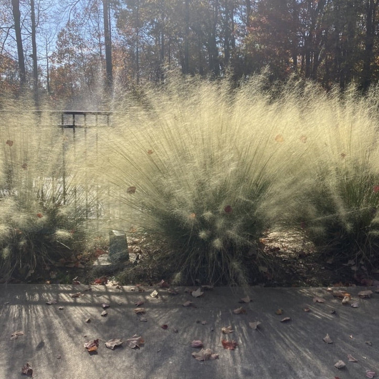 White Cloud Muhly Grass plant outdoor ornamental grass with pale feathery plumes on Tampa Home & Garden Store