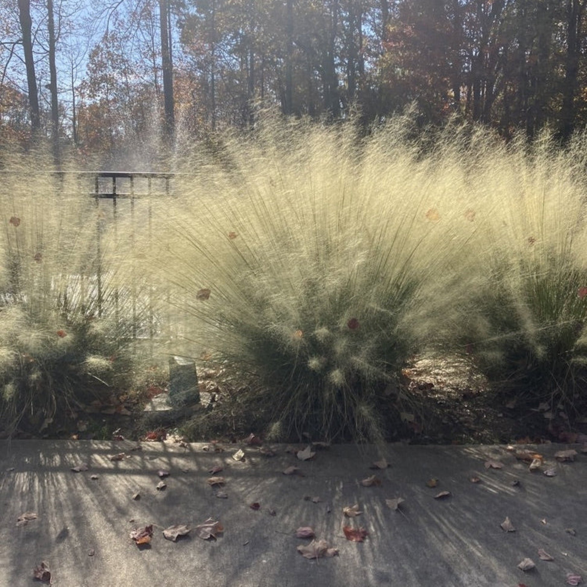 White Cloud Muhly Grass plant outdoor ornamental grass with pale feathery plumes on Tampa Home & Garden Store