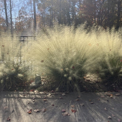 White Cloud Muhly Grass plant outdoor ornamental grass with pale feathery plumes on Tampa Home & Garden Store
