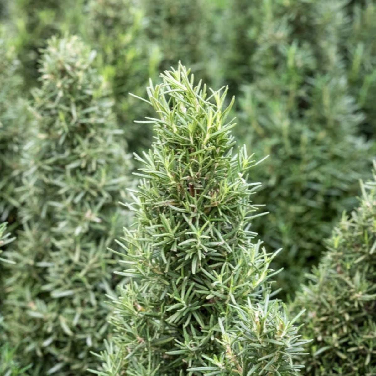 Tuscan Blue Rosemary plant with dense, needle-like green foliage on Tampa Home & Garden Store