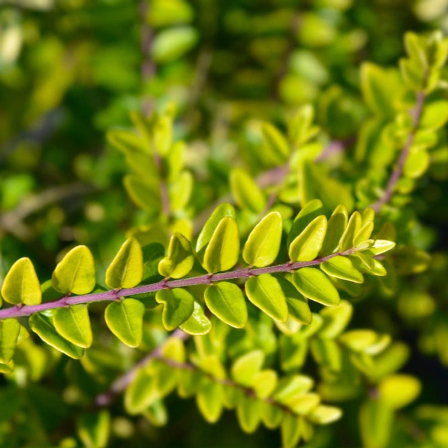 Thunderbolt Box Honeysuckle plant with bright yellow-green oval leaves along purple stems on Tampa Home & Garden Store