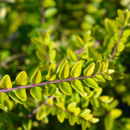 Thunderbolt Box Honeysuckle plant with bright yellow-green oval leaves along purple stems on Tampa Home & Garden Store